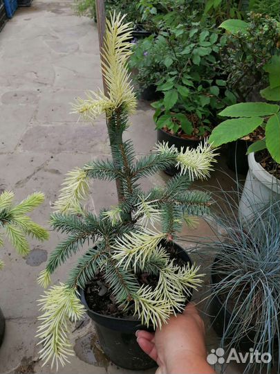 Ель Ян Бычковский