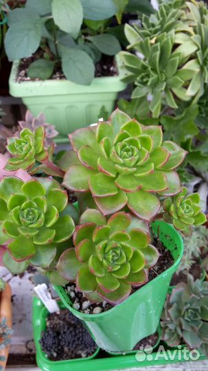 Кактусы и суккуленты