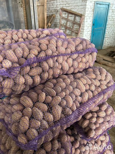 Семенной картофель