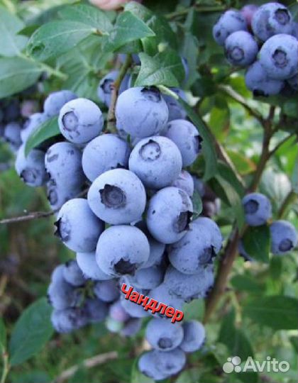 Саженцы Голубики окс и зкс