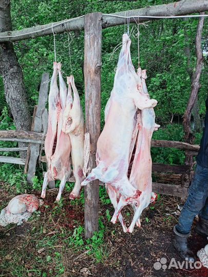 Продам мясо баранина