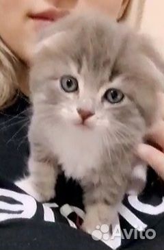 Котик вислоухий