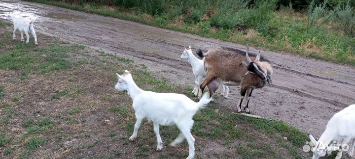 Козлята