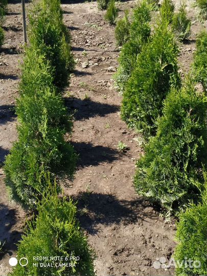 Туя смарагд, колумна