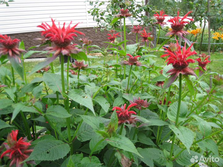 Многолетние цветы