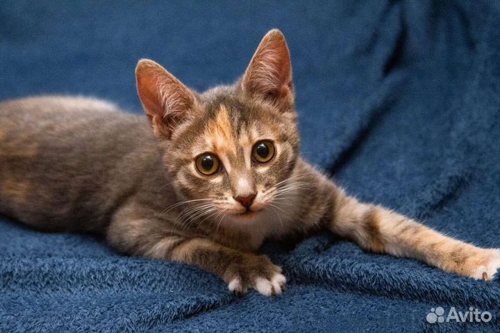 Ирис кис-кис