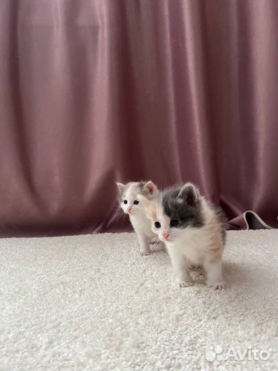 Котята курильский бобтейл