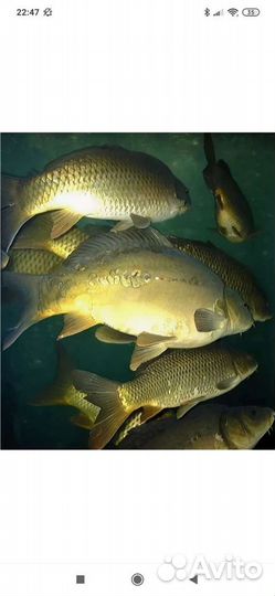 Речная рыба