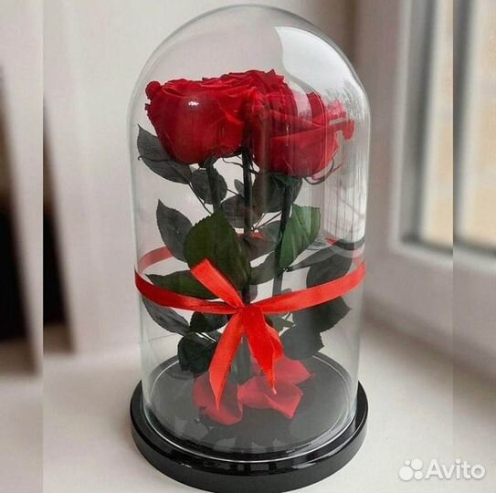 Роза в колбе. Новая