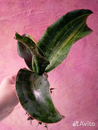 Вариегатная сансевиерия Малави Миднайт