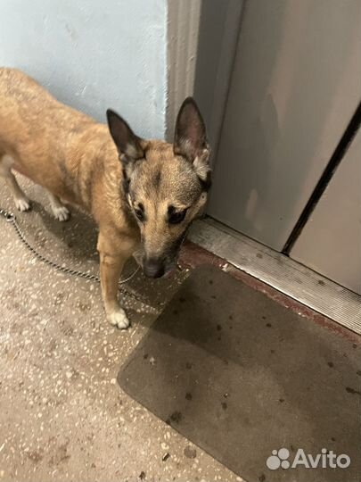 Найдена собака