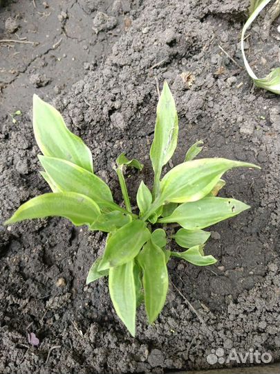 Многолетние растения,флоксы,хосты, папоротник