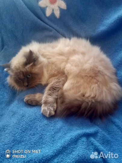 Котята Бобтейль