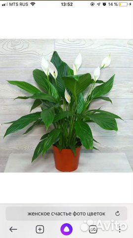 Спатифиллум белый