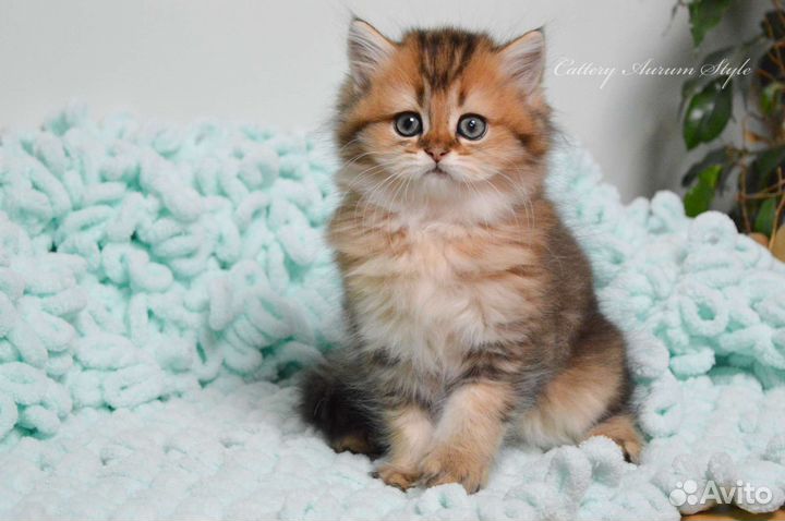 Шотландский мальчик золотого окраса