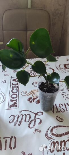 Пеперомия Рейндроп