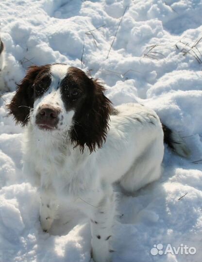 Английский Спрингер Спаниель