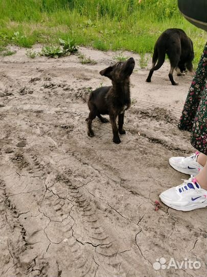 Скелетики с Жилкино ищут дом