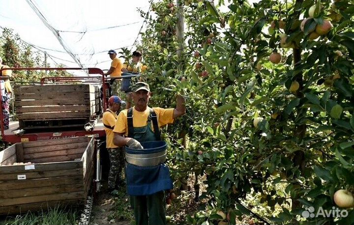 Вахта Сборщик яблок