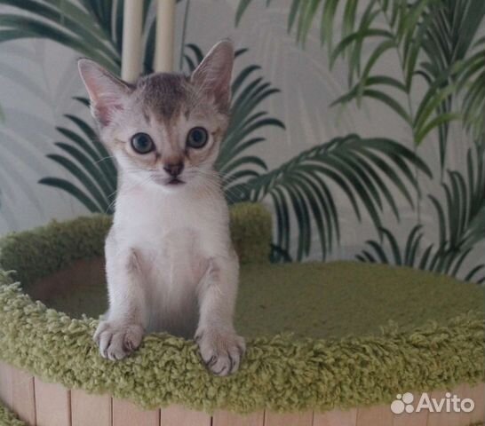 Сингапурские котята объявление продам