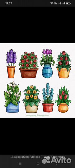 Комнатные растения