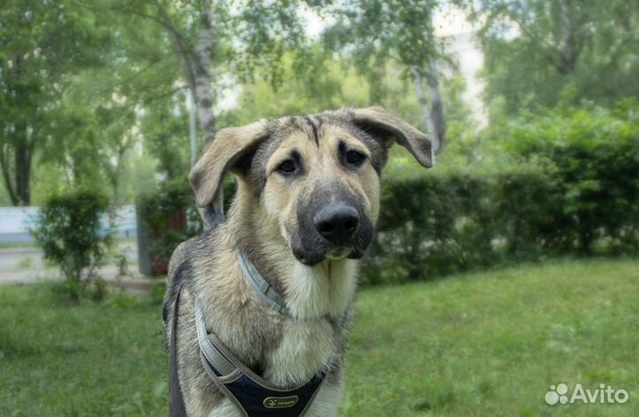 Умнейший щенок метис овчарки Джек в добрые руки