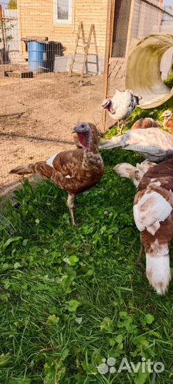 Индюшки Ред Бурбон на племя