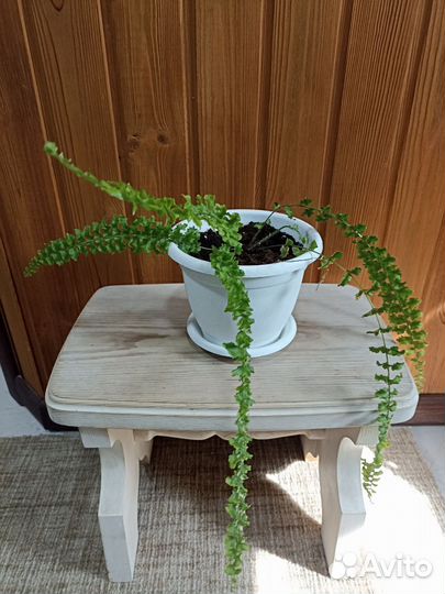 Нефролеписы