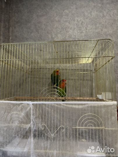 Попугай неразлучники с клеткой