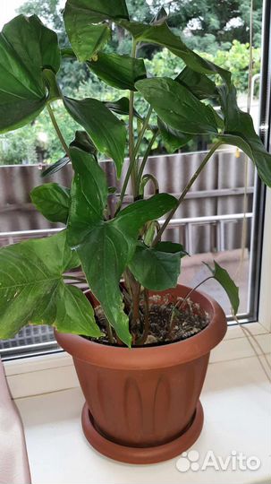 Цветы в ассортименте