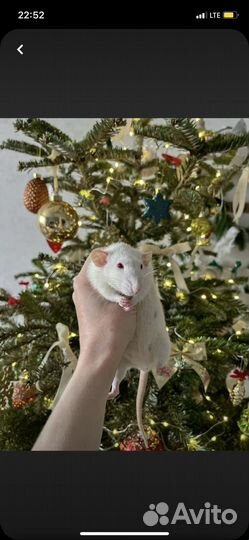 Крыса домашняя