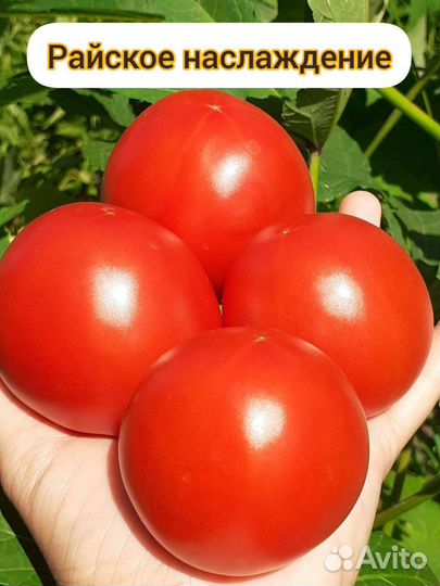Томаты для закаток(семена)