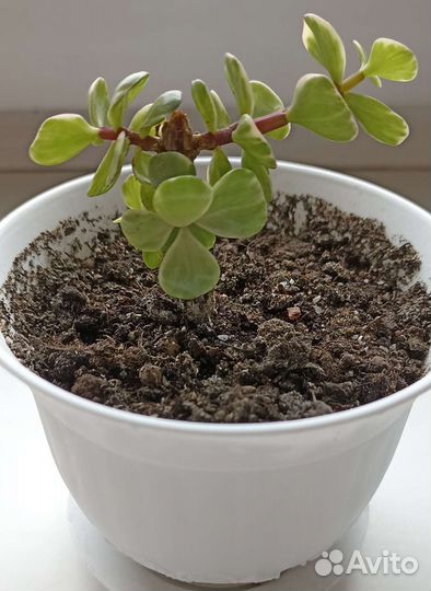 Крассула плауновидная. Оксалис. Портулакария