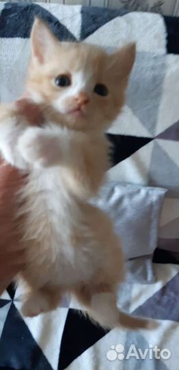 Чудесная рыжая девочка, котенок