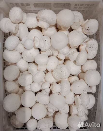 Грибы шампиньоны