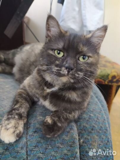 Кошечка в добрые руки