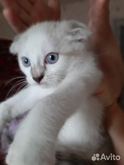 Кошка в дар бесплатно