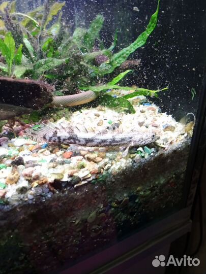 Аквариумные рыбки