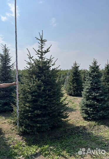 Ель Голубая 185см