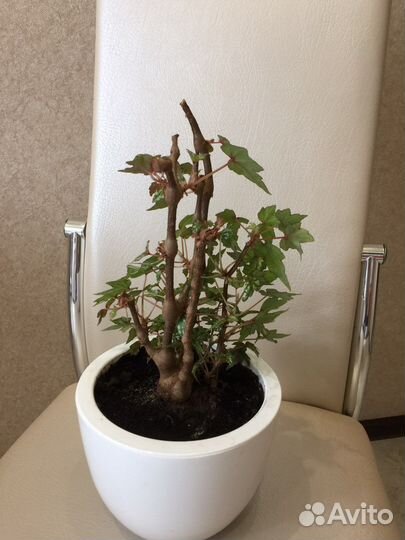 Бегония Дрега (каудексная)