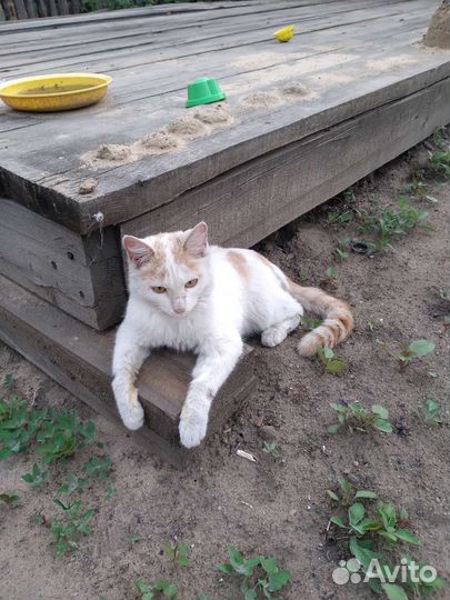 Кошечка в добрые руки