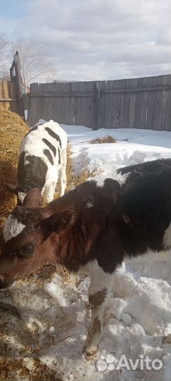 Бычки и быки