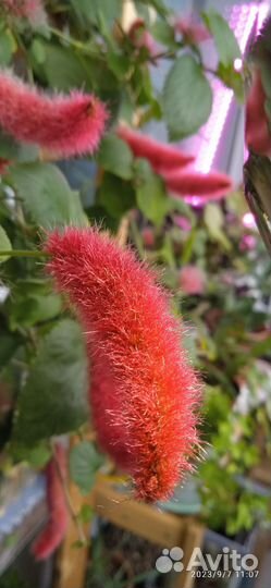 Лисий хвост и фикус каукученосный