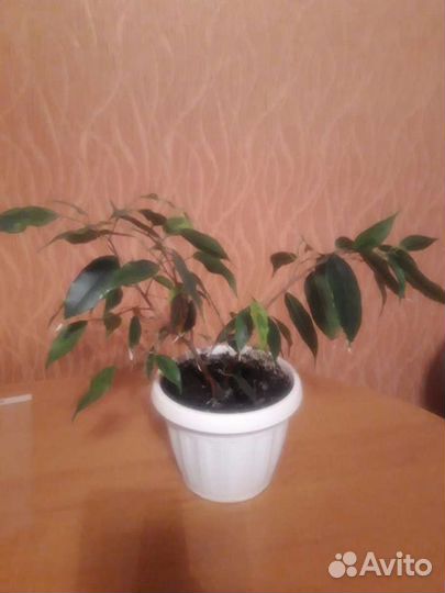 Фикус бенджамина