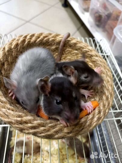 Крыса дамбо