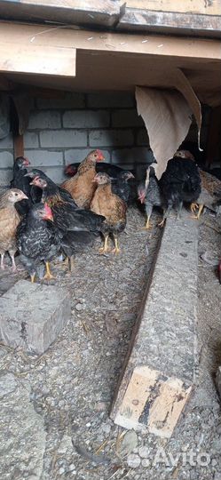 Куры петухи