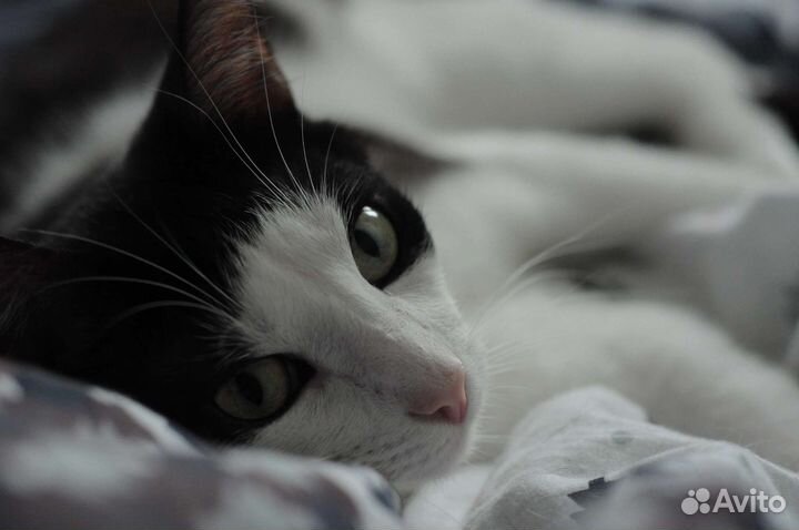 Ника в добрые руки