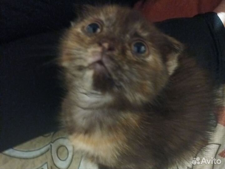 Отдам кошку в добрые руки