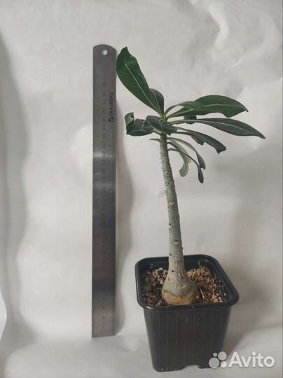 Комнатные цветы адениум