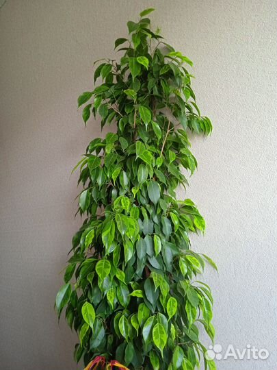 Фикус Бенджамин пестролистные